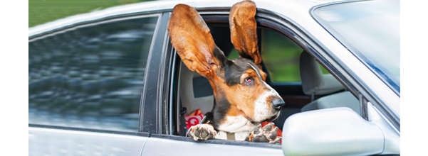 Comment sécuriser les animaux de compagnie en voiture?